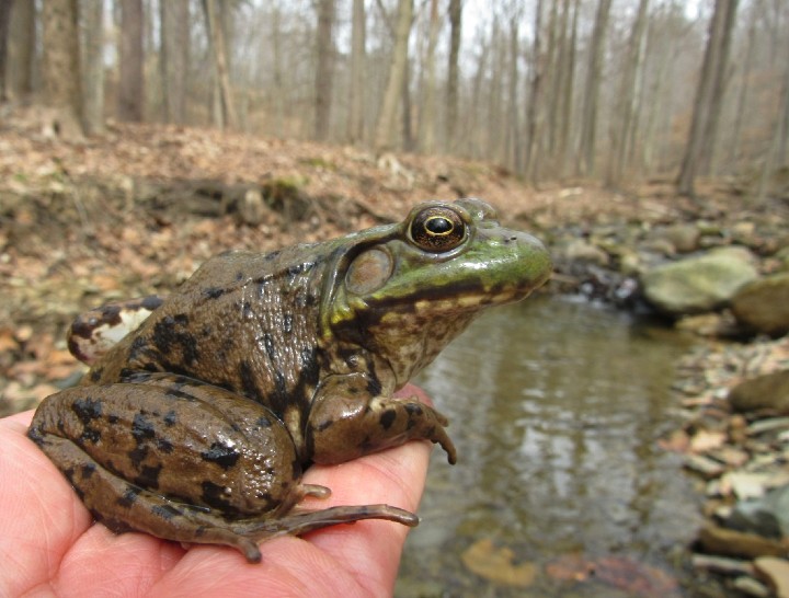 Green Frog